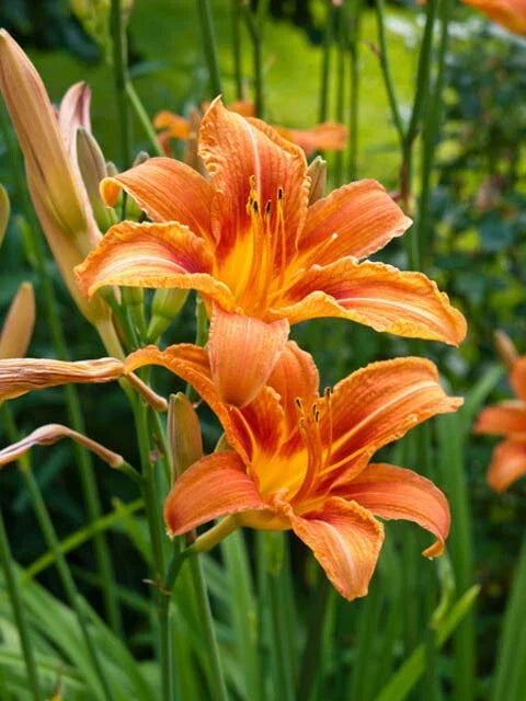 Orange Daylily Bare-Root Plant - Hemerocallis, Vibrant Orange Flowers, Hardy Perennial for Garden Borders and Mass Plantings