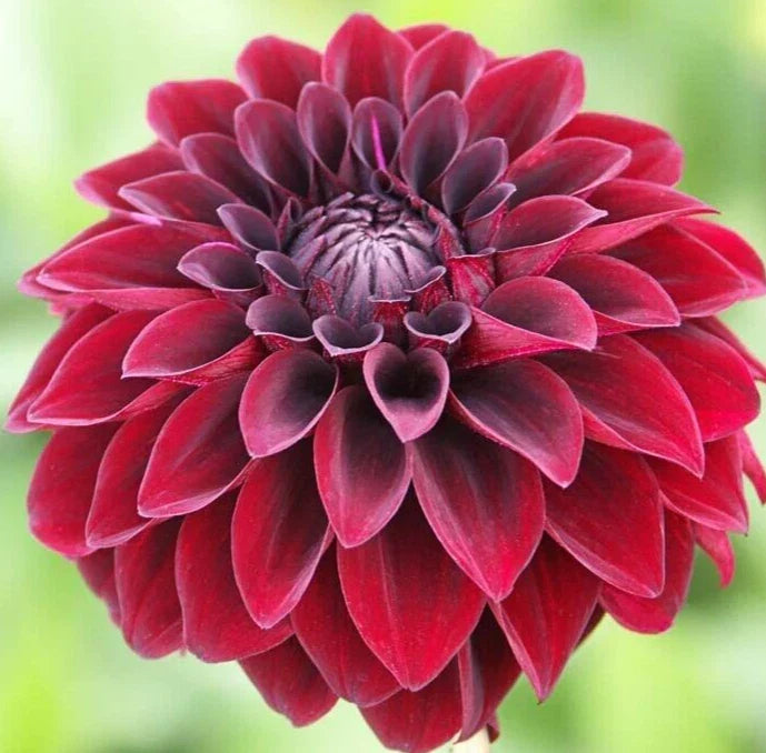 Dahlia Bulb Tuber, Burgundy Red Black 'Arabian Night', Live Plant, Attracts Butterflies, Full Sun, Zones 3-11