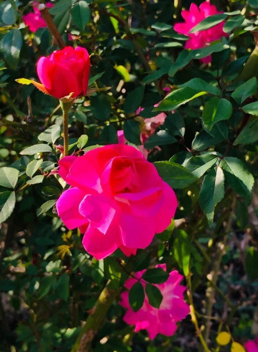 Organic Climbing Rose Bush Plant - Don Juan Pink, Well-Rooted Live Plant, Rosa 'Don Juan' for Garden, Fence, or Trellis