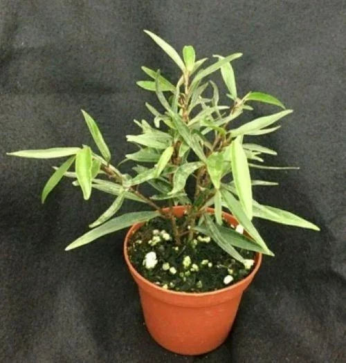 Willow Leaf Ficus Plant | 3" Pot | Ficus salicifolia Indoor Houseplant | Low Maintenance, Air-Purifying Ficus