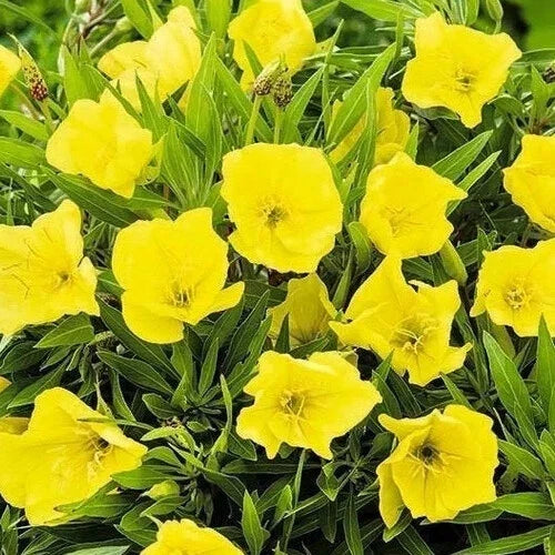 Missouri Yellow Primrose Seeds | Oenothera macrocarpa | Perennial Flower Seeds for Garden, Landscape & Pollinator Attracting