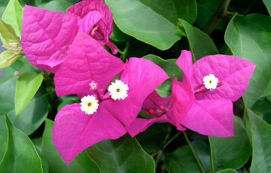 Live Bougainvillea Starter Plant - Miami Pink - Well Rooted Bougainvillea glabra for Garden, Container & Hanging Baskets