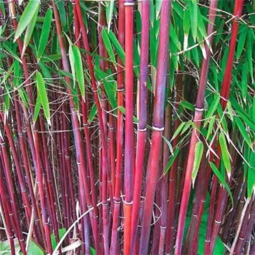 Red Bamboo Seeds - 25 Count for Privacy Screen, Shade Garden, Phyllostachys rubromarginata, Exotic Clumping Grass, Easy to Grow