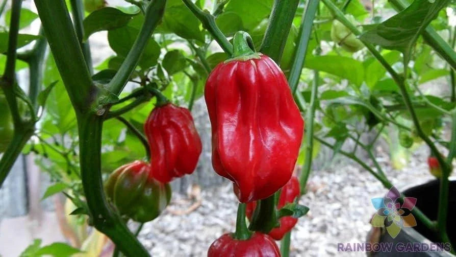 Aji Chombo Hot Pepper Seeds Pack – 25+ Non-GMO Capsicum chinense for Home Garden & Culinary Use