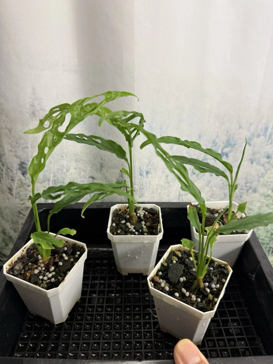 Monstera obliqua ‘Peru’ Small Live Plant, Rare Tropical Houseplant, Indoor Foliage, Easy Care Greenery