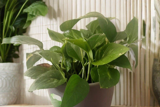 Golden Pothos Cuttings – 5 Rooted Live Indoor Houseplants – Epipremnum aureum – Easy Care, Variegated Green Leaves