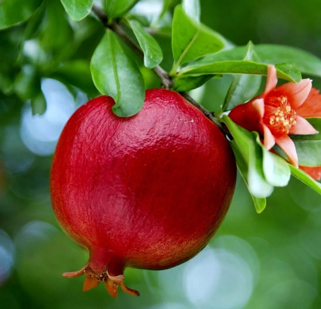 Pomegranate Fruit Tree Seedling 2ft Wonderful Bright Red Fruit Orange Flowers Punica Granatum Butterfly Attractant