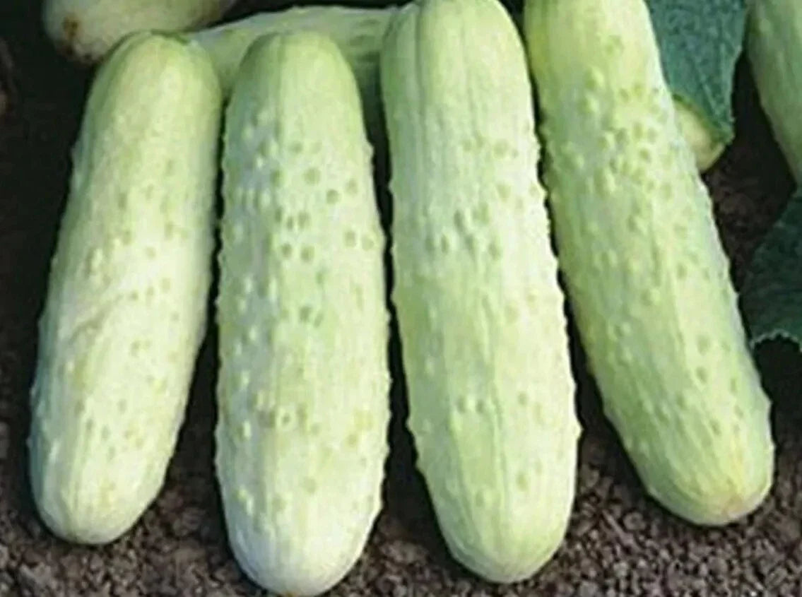 White Wonder Cucumber Seeds - Heirloom Non-GMO Cucumis sativus, 50+ Seeds for Crisp, Pale Green Cucumbers, Perfect for Salads & Pickling