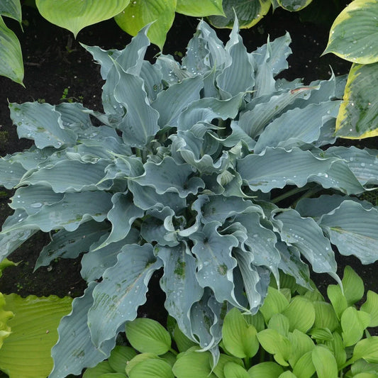 Hosta Waterslide Plant 5.25" Pot, Shade Perennial with Blue-Green Foliage, Proven Winners, Well-Rooted Hosta for Garden Borders & Containers