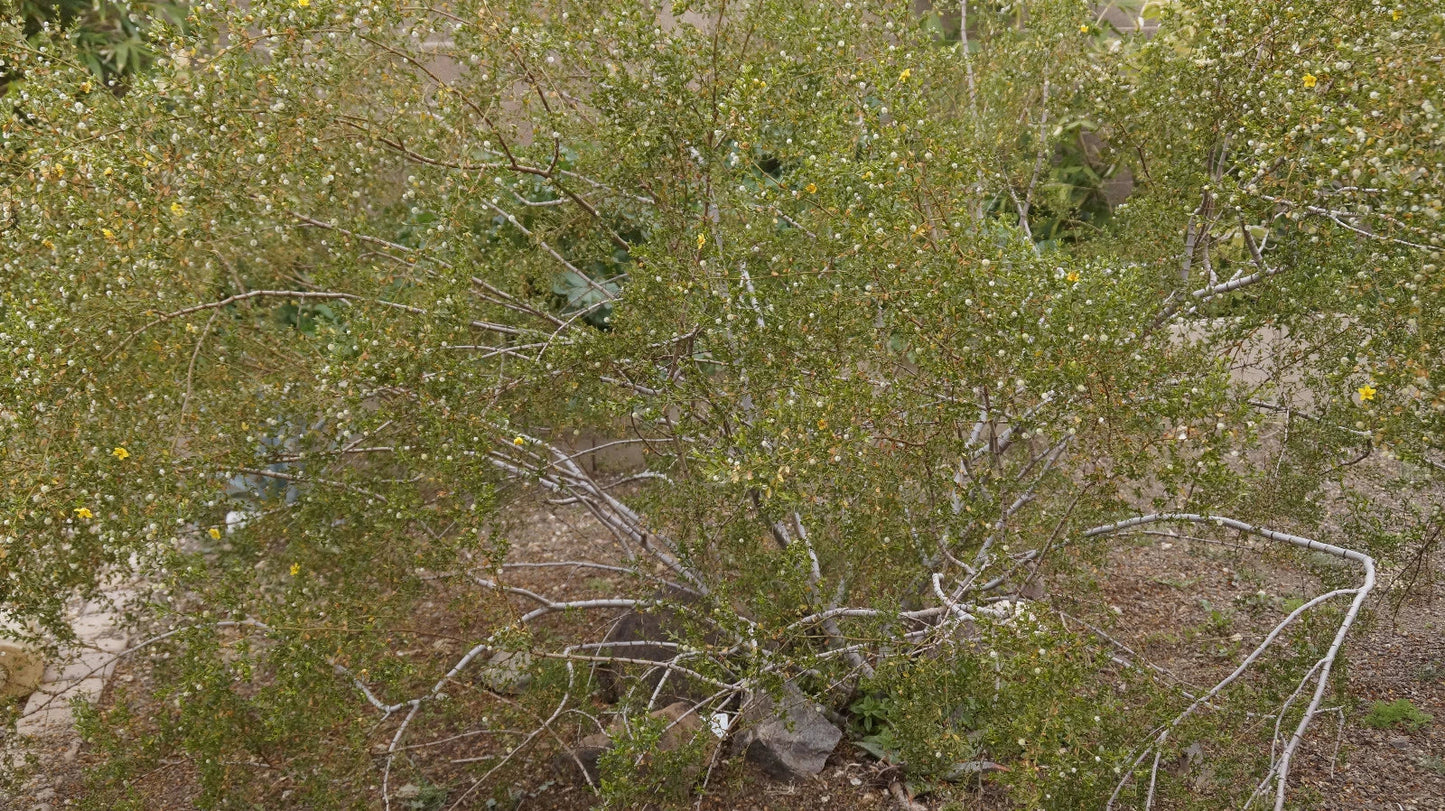 Creosote Bush Fresh Cuttings - Prostrate Variety - Aromatic Larrea tridentata - Desert Plant for Xeriscaping and Aromatic Gardens