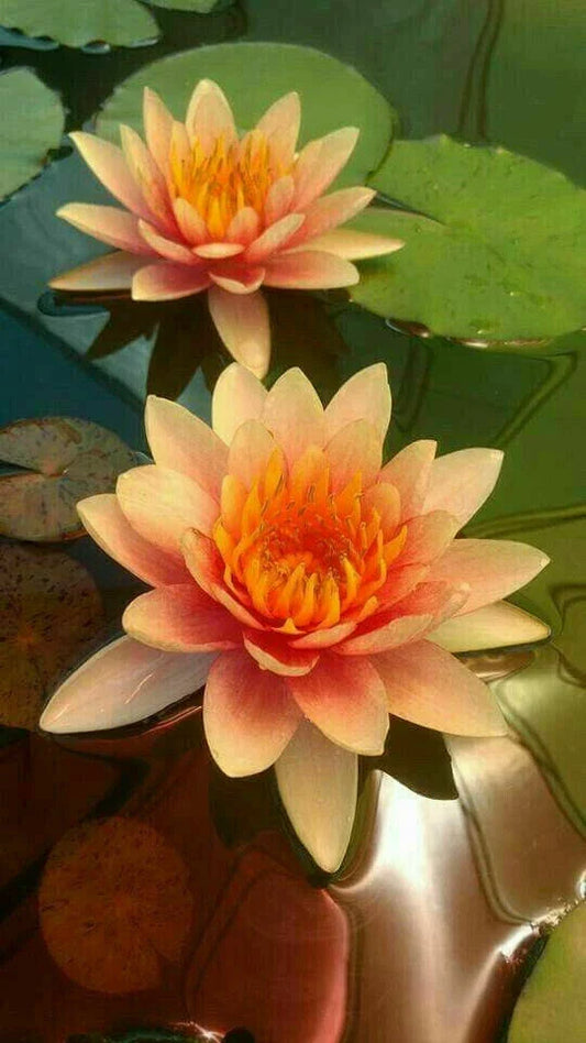 Orange Yellow Lotus Seeds - Nelumbo nucifera - Hardy Tropical Water Garden Plant - 5 Pack