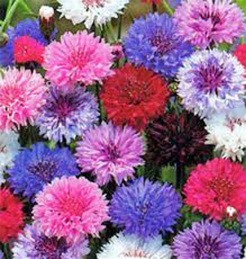 Dwarf Polka Dot Mix Bachelor Button Seeds, 1000 Seeds, Colorful Annual Flowers, Centaurea cyanus for Garden, Borders & Containers