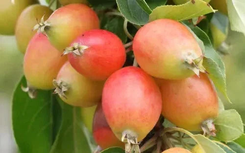 John Downie Crabapple Seeds, Malus domestica, Garden Planting, Ornamental Tree, Full Sun, 25+ Seeds, USA Grown