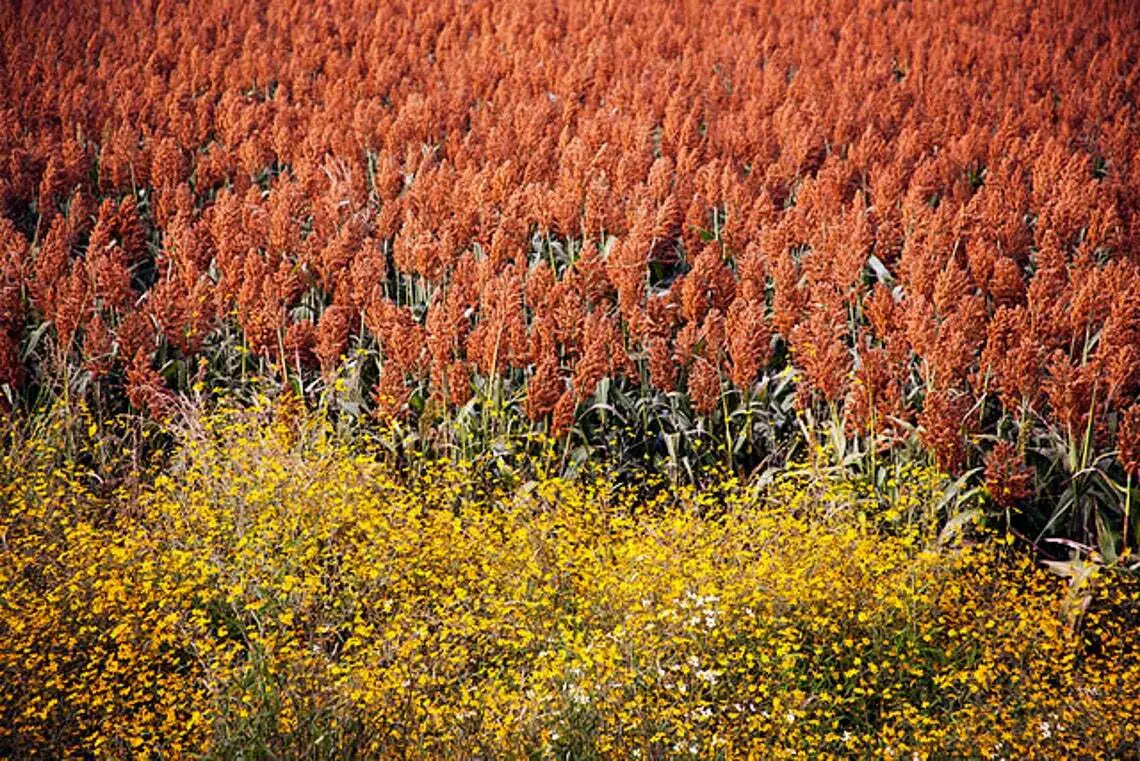 Rox Orange Cane Seeds - 100+ High Yield Rubus idaeus 'Rox' for Home Garden & Farm