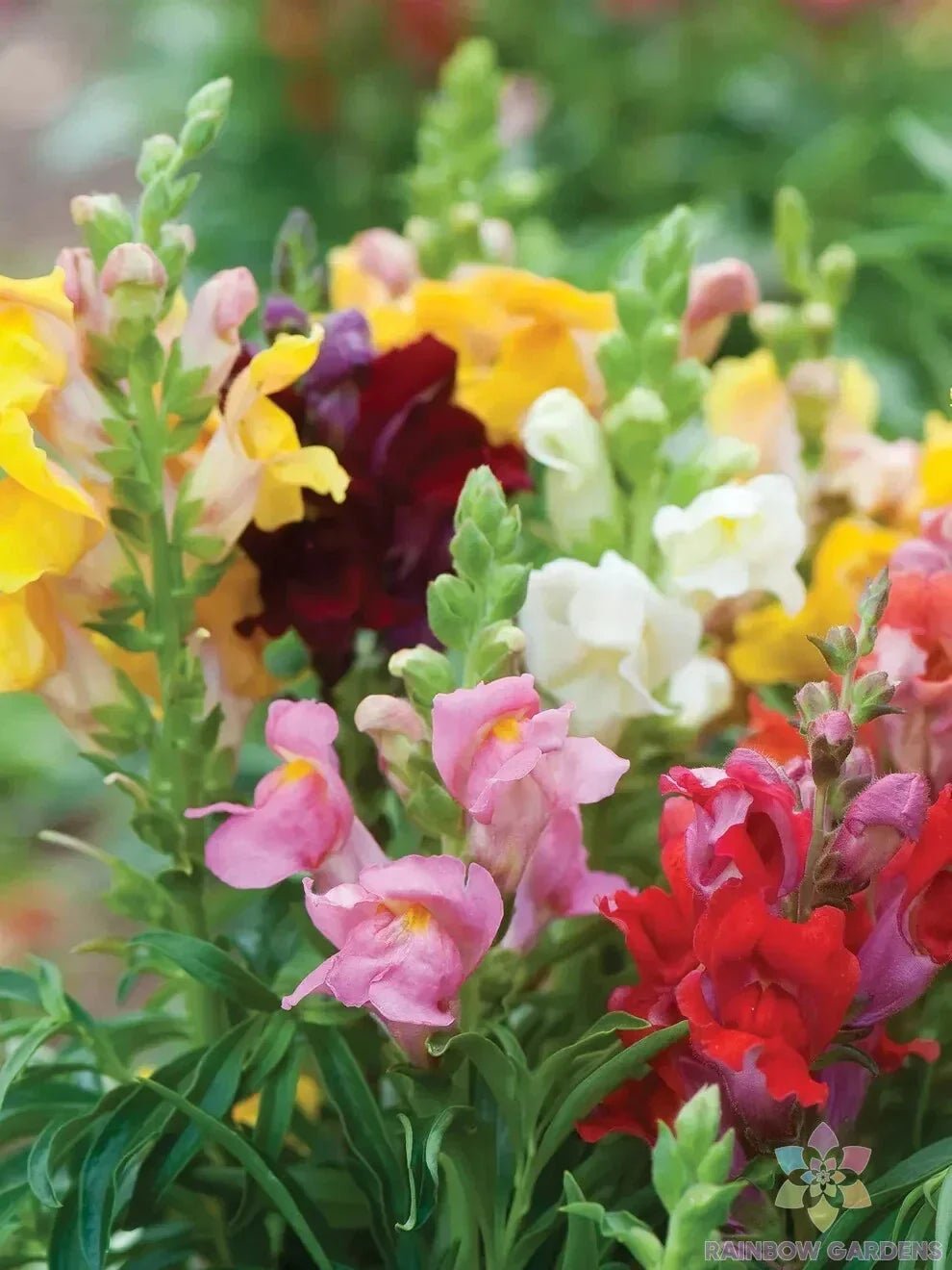 Cinderella Snapdragon Seeds Pack of 1000+ | Antirrhinum majus Garden Flower Seeds for Borders & Containers | USA Grown