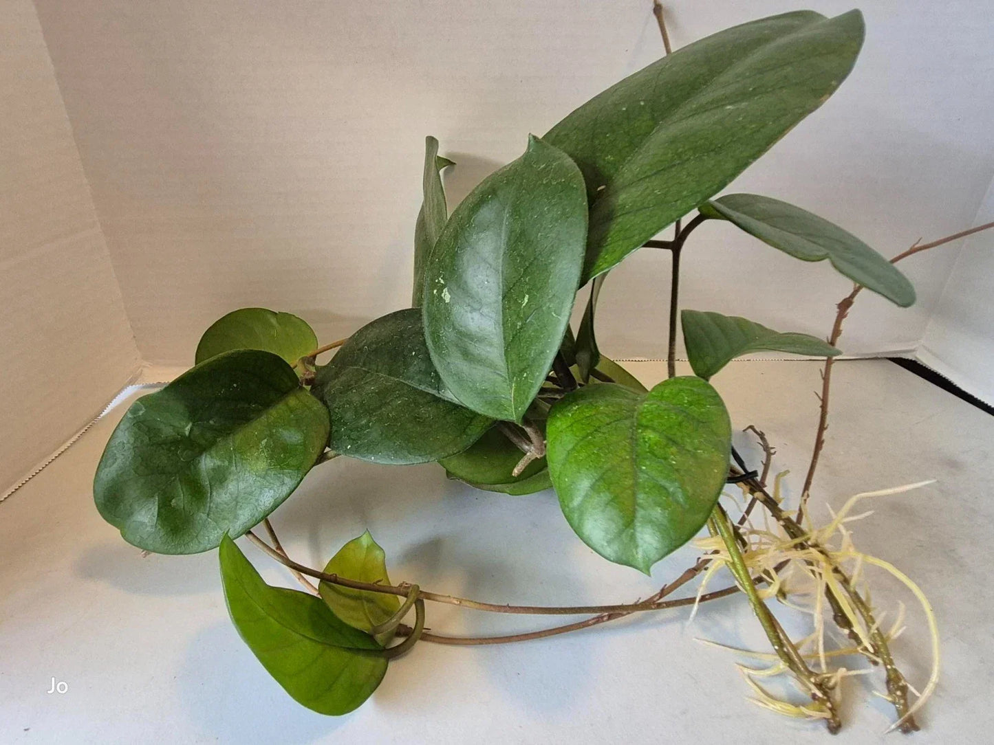 Hoya Fungii Cuttings - 4 Rooted Propagation Plants - Hoya carnosa - Waxy Leaf, Easy to Grow, Indoor Garden, Houseplant
