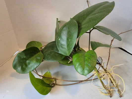 Hoya Fungii Cuttings - 4 Rooted Propagation Plants - Hoya carnosa - Waxy Leaf, Easy to Grow, Indoor Garden, Houseplant
