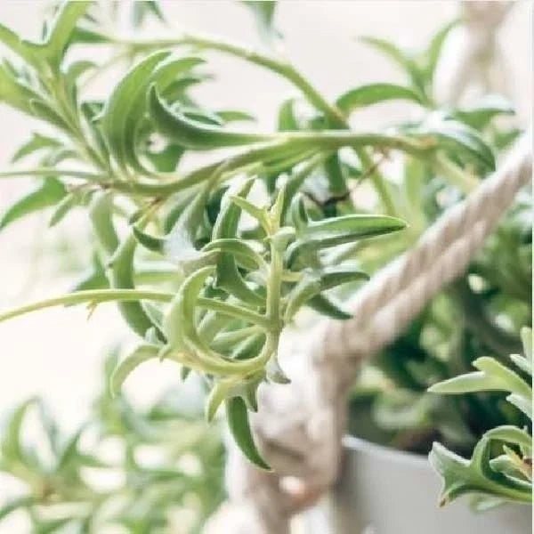 String of Dolphins Succulent Plant - Senecio Peregrinus - Rooted, Low Maintenance Indoor or Outdoor Plant, Buy 2 Get 1 Free