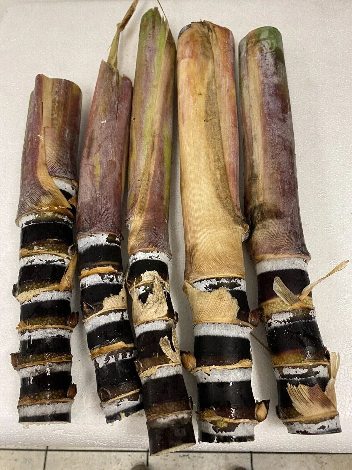 Rare Purple Sugarcane Cuttings - Heirloom Florida Grown Fresh Planting Stock for Garden, Ornamental & Practical Use