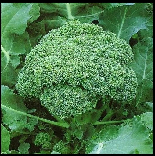 Calabrese Broccoli Seeds 500-4000 Non-GMO Heirloom Brassica oleracea for Home Gardening and Sprouting