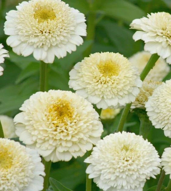 Zinderella White Zinnia Seeds - 100+ Pack for Garden, Borders, Containers - Zinnia elegans, White Flowers, Easy to Grow