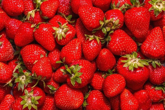 Jewel Strawberry Plants Bare Root - Fragaria × ananassa Everbearing Sweet & Juicy Fruit for Home Garden