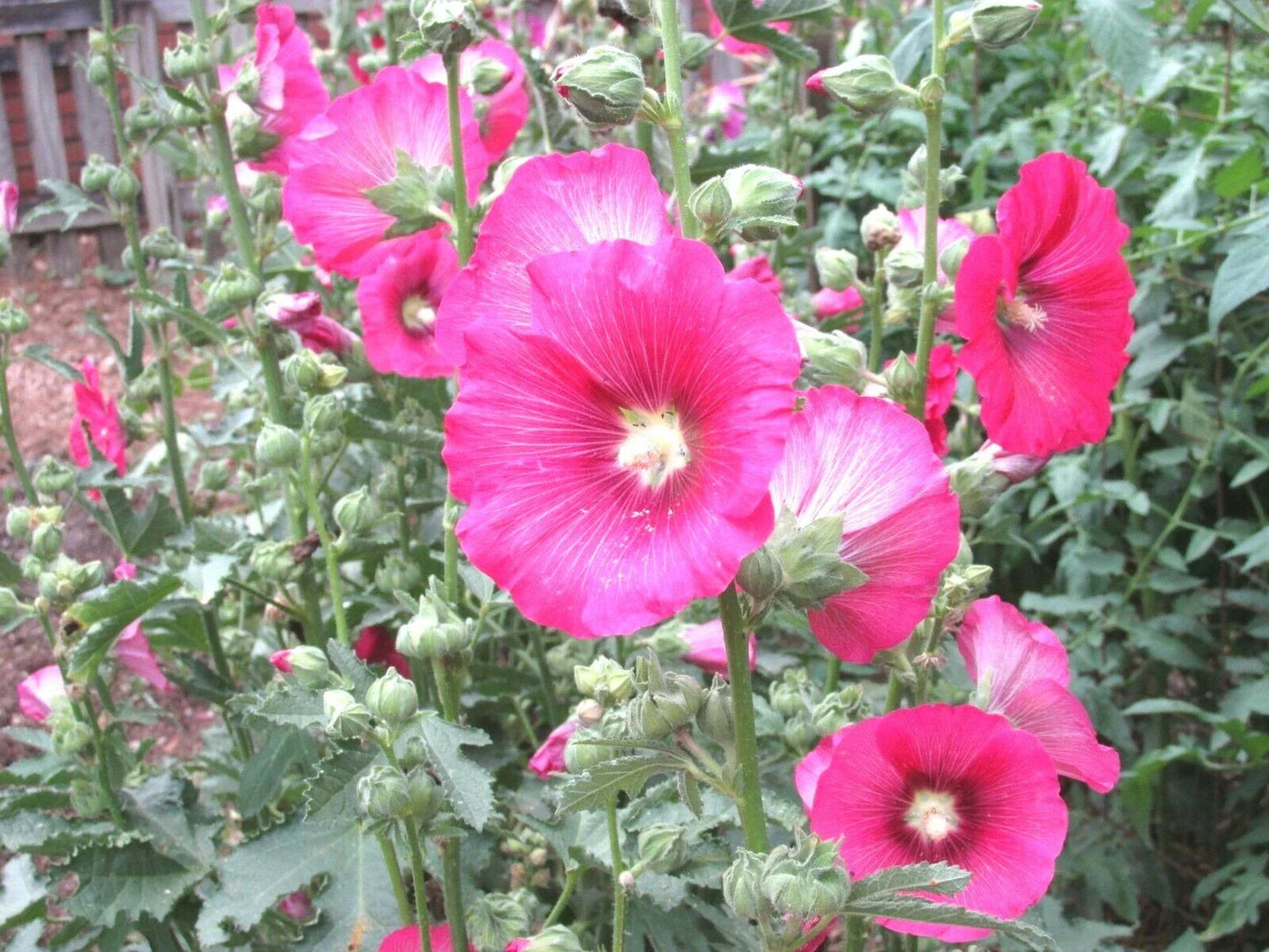 Pink Hollyhock Seeds - Heirloom Alcea rosea, Drought & Heat Tolerant, Perennial Wildflower for Garden & Cut Flowers