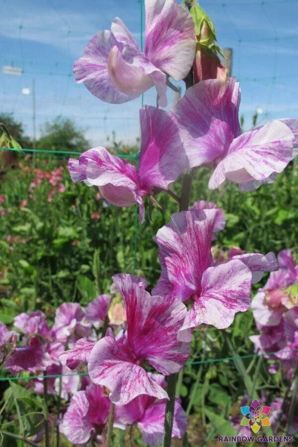 Pandemonium Sweet Pea Seeds | Climbing Vine | Fragrant Mixed Colors | Lathyrus odoratus | Garden Planting