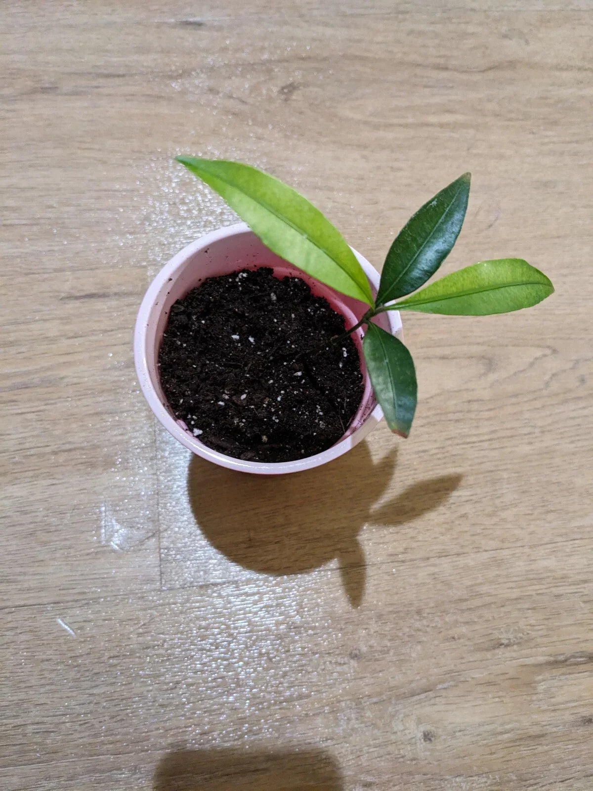 Achacha Seedling Plant - Garcinia achachairú - Bolivian Mangosteen Variety - Tropical Fruit Tree for Gardens and Containers
