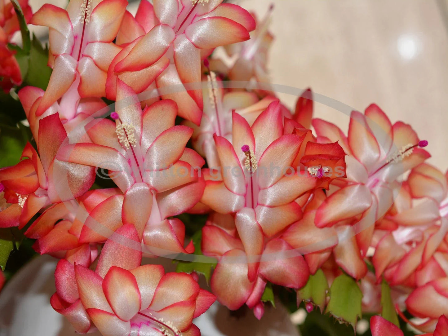 Thanksgiving/Christmas Cactus Cuttings - Schlumbergera "Samba Brazil" Rootless Propagation Plant for Holiday Decor