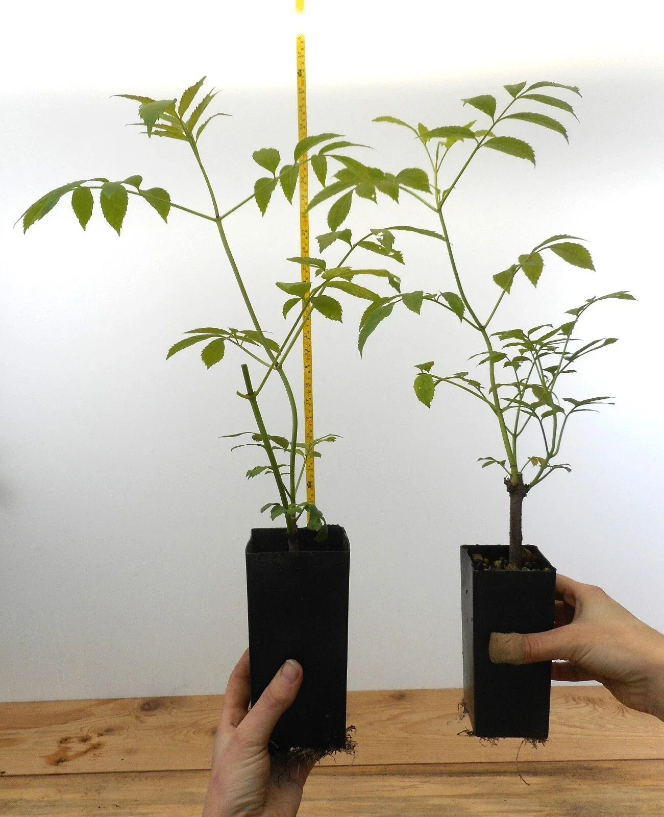 Black Elderberry Plants Potted 6 Varieties Sambucus nigra & canadensis | American & European Elderberry Shrubs