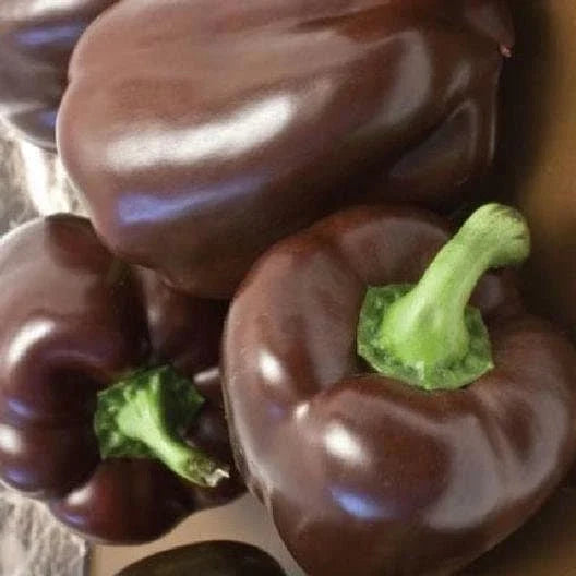 Heirloom Organic Bell Pepper Seeds - Chocolate Beauty Capsicum annuum, Non-GMO, Full Sun, Vegetable Seeds for Home Garden & Container Planting
