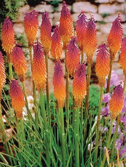 Orange Purple Torch Lily Seeds, Kniphofia uvaria, Perennial Flower Seeds for Borders & Garden Beds, 25 Seeds