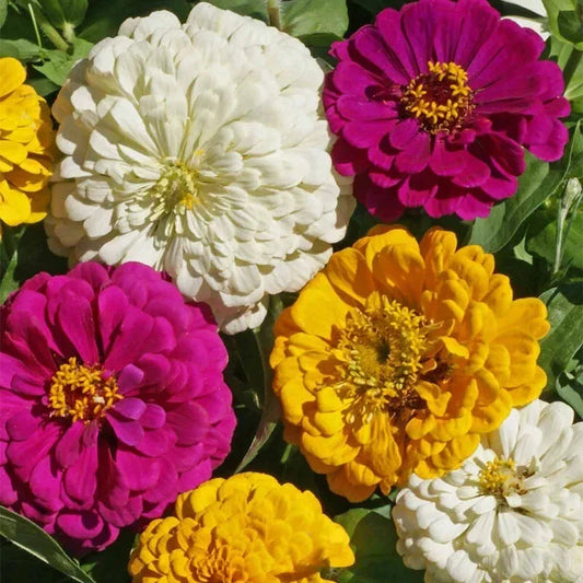 Organic Mardi Gras Zinnia Seeds - Colorful Mix for Gardens & Cut Flowers, Zinnia elegans, 100 Pack