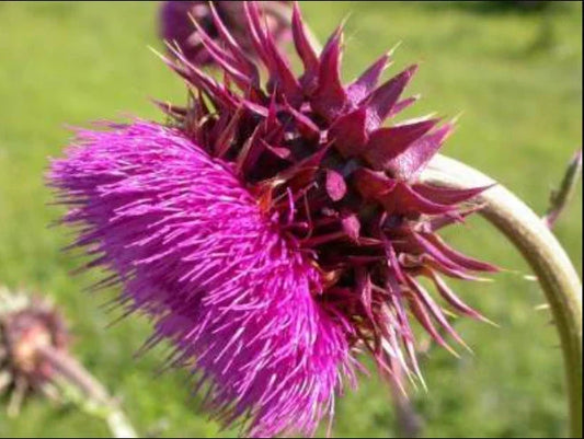Musk Thistle Seeds Pack of 200+ | Carduus nutans Wildflower Garden Seeds for Pollinators, Non-GMO, USA Grown