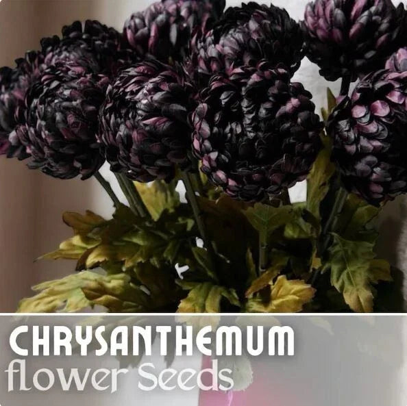 Twilight Plum Mum Seeds - 200+ Chrysanthemum morifolium Annual Flower Seeds, Purple Bloom for Gardens, Borders & Containers