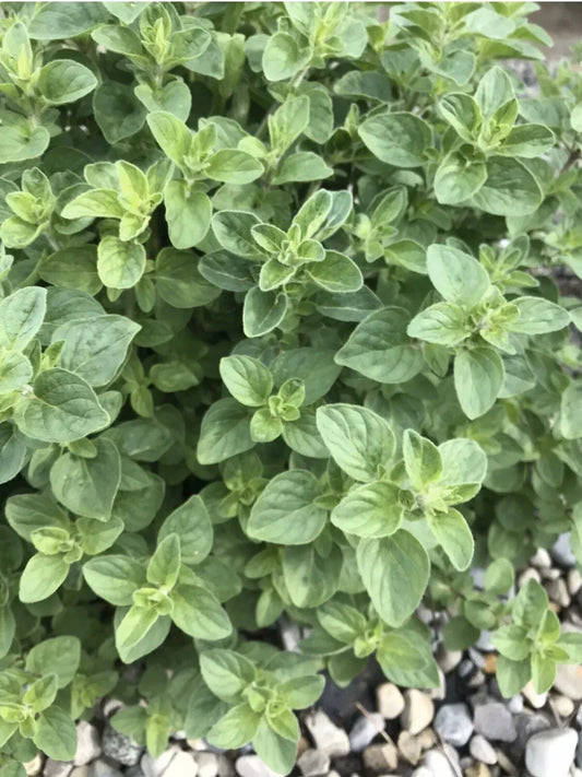 Organic Oregano Seeds - 100 Pack, Perennial Herb, Culinary Spice, Origanum Vulgare for Gardening & Cooking