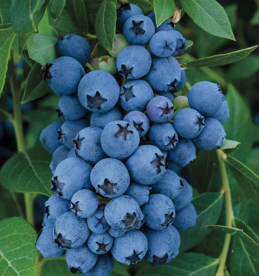 Jewel Blueberry Bush Starter Plant 4-6 in, Southern Highbush Vaccinium corymbosum, Compact, Fruitful, Easy to Grow