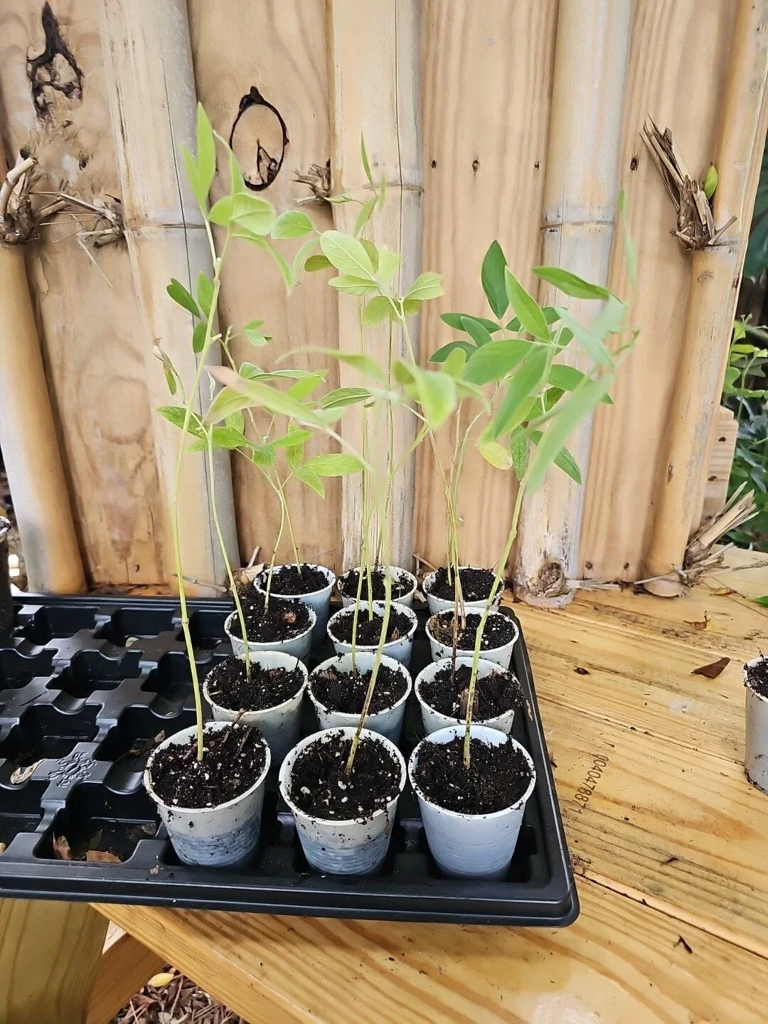 Pigeon Pea Plant 2.5" Pot Organic Gandules Gandul Rojo Cajanus Cajan + 5 Seeds for Edible Gardens and Container Planting
