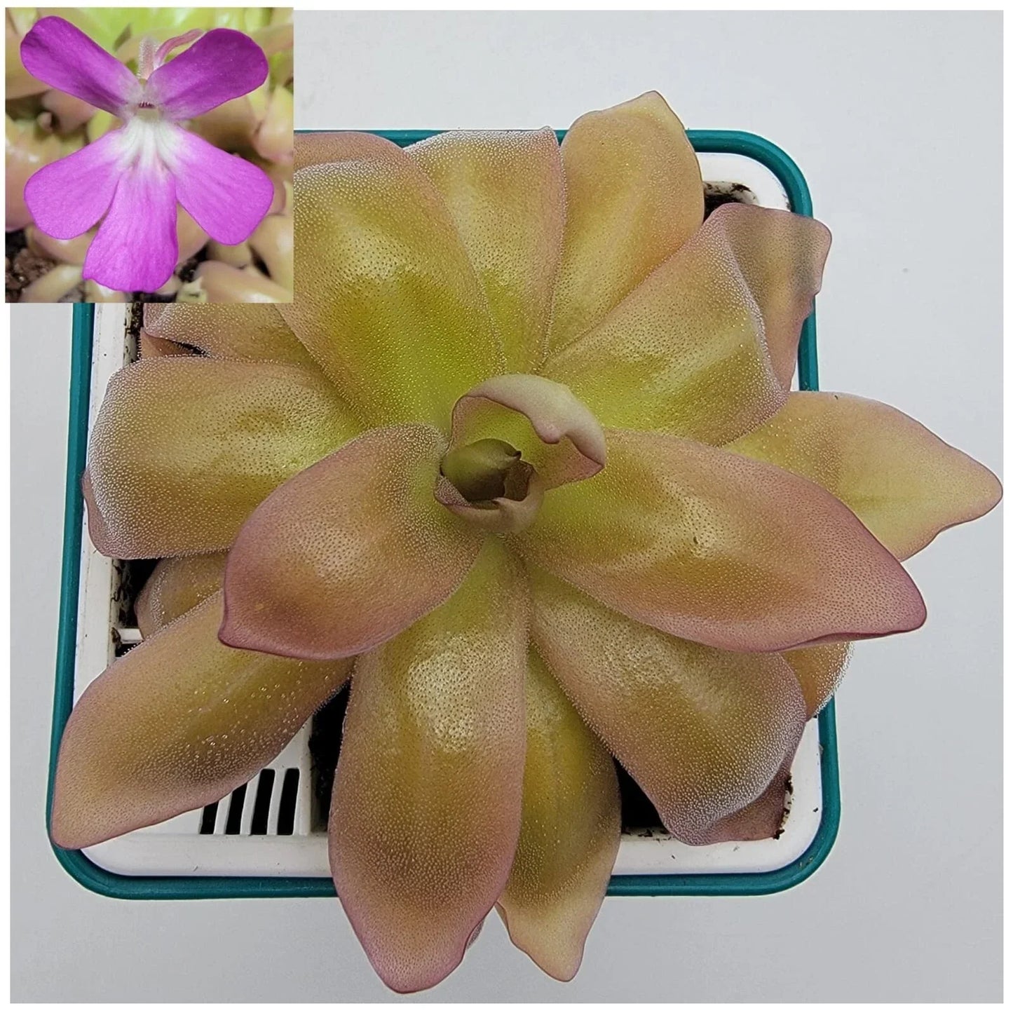 Carnivorous Plant - Pinguicula moranensis var. roseii - Live Butterwort in 4-Inch Pot - Pink Leaf Succulent for Indoor Garden