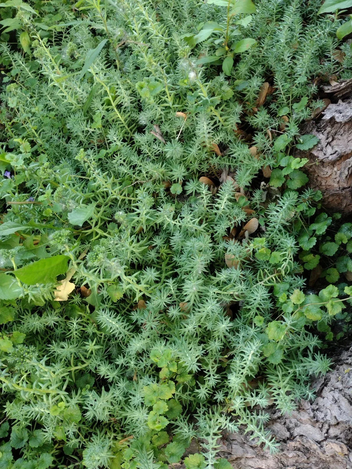 10 Pack Live Ground Cover Plants – Sedum spp. & Lysimachia nummularia – Rooted Succulents & Creeping Greenery for Gardens
