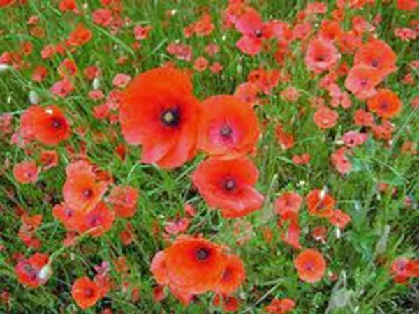 Shirley Poppy Seeds - 1000 Bright Red Flower Seeds for Borders & Gardens - Papaver rhoeas