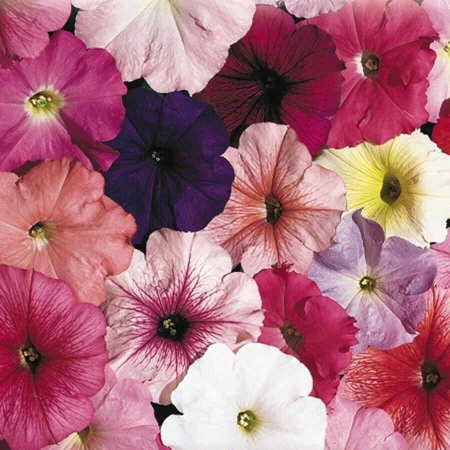 Petunia Seeds - 25 Pelleted Seeds - Celebrity Mix - Colorful Annual Flowers - Petunia × hybrida
