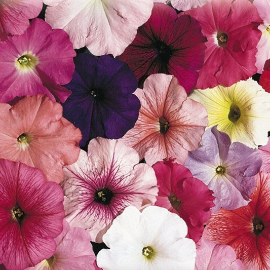 Petunia Seeds - 25 Pelleted Seeds - Celebrity Mix - Colorful Annual Flowers - Petunia × hybrida