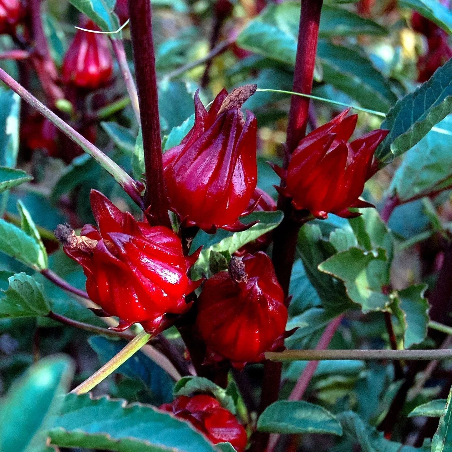 Roselle Seeds - Hibiscus sabdariffa, Jamaican Sorrel, Florida Cranberry, Rare Luoshen Flower, Packet of Seeds