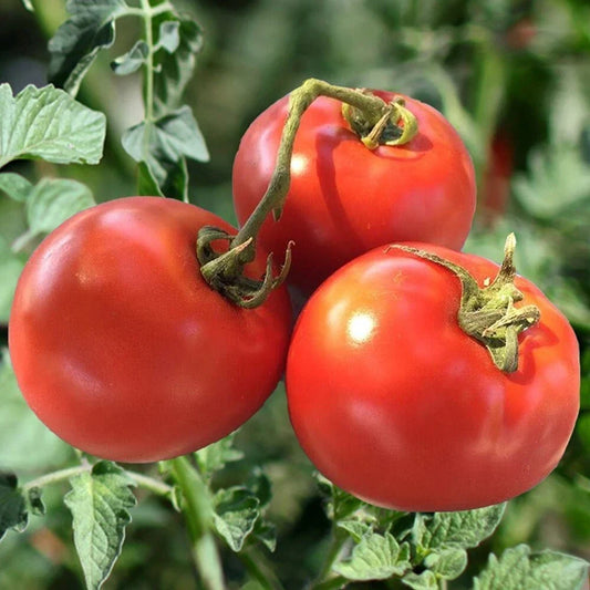 Heirloom Tomato Seeds - Organic Non-GMO Drought-Resistant Solanum lycopersicum - 10+ Pack for Home Gardens & Containers
