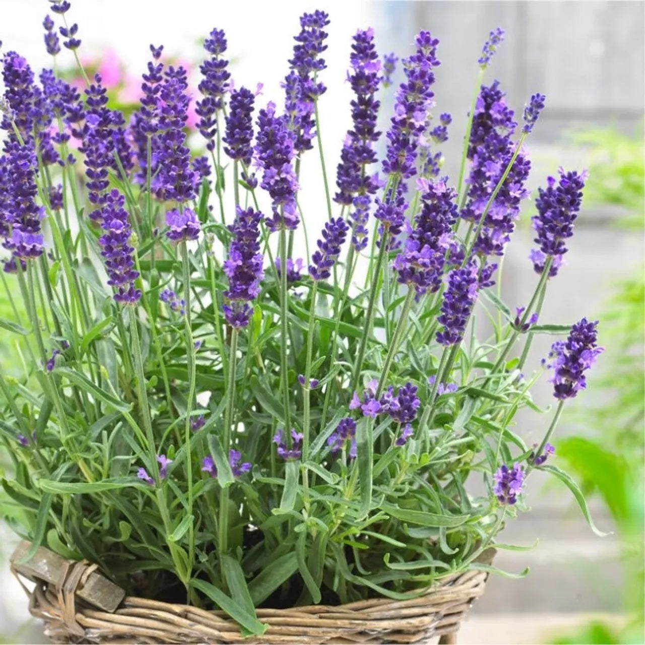600+ English Lavender Seeds | Non-GMO Lavandula angustifolia Herb Seeds for Gardening, Landscaping & Pollinator Attraction