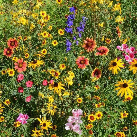 Mountain Wildflower Mix Seeds – 19 Native Species for Gardens – Wildflower Seed Blend for Pollinators and Low-Maintenance Landscaping