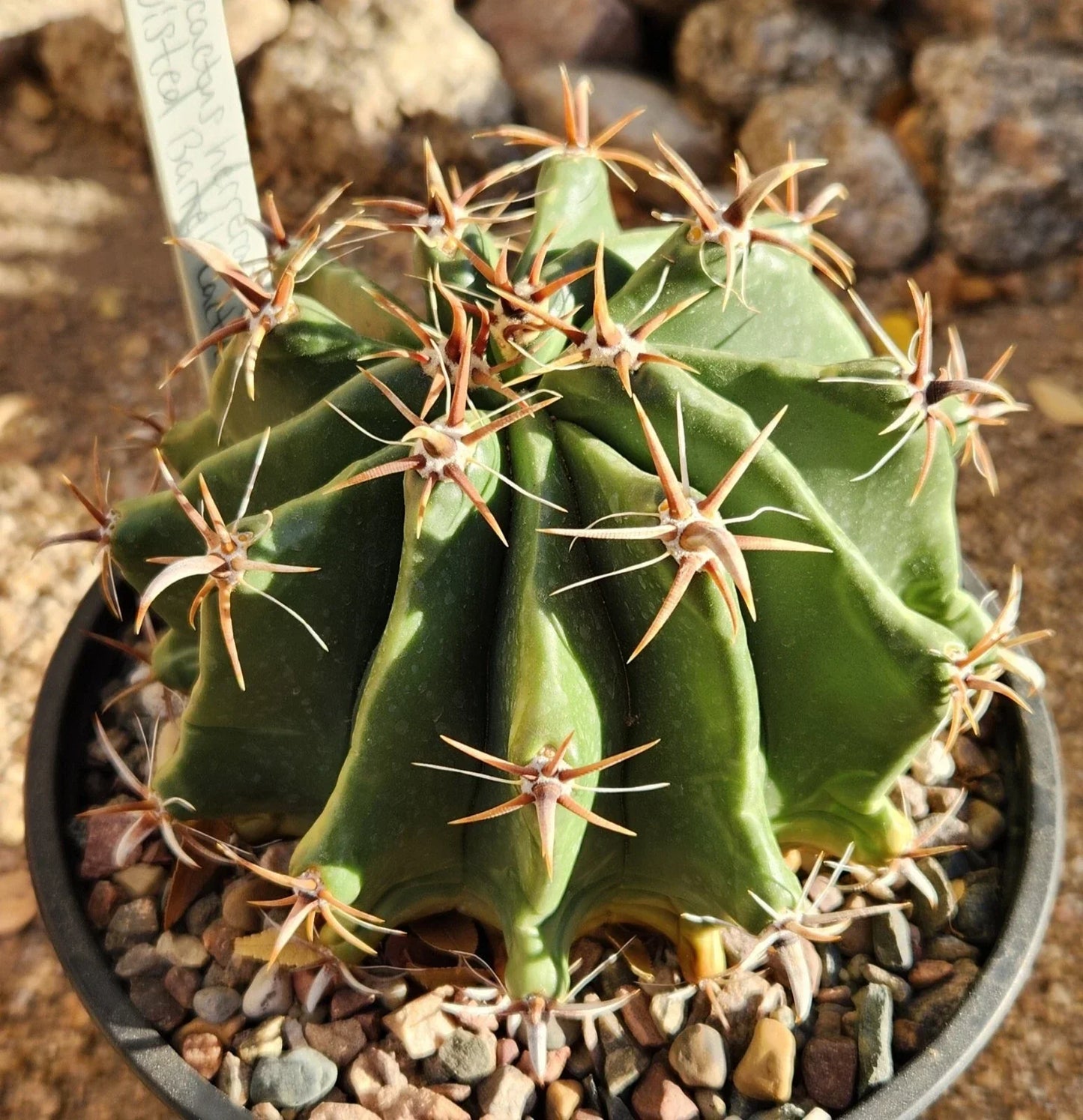 Ferocactus Herrerae Var Brevispinus Barrel Cactus Live Rooted Succulent Drought-Tolerant Indoor Outdoor Plant