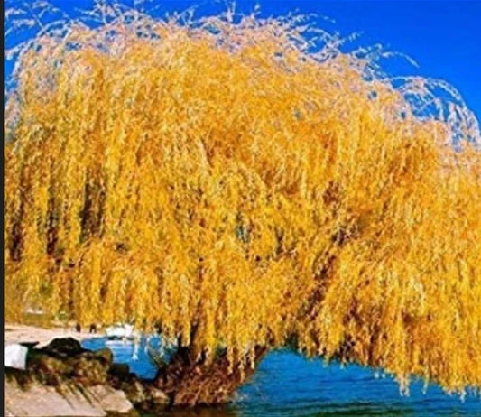 Golden Weeping Willow Cutting - Live Plant Propagation - Salix babylonica - Decorative Tree for Landscaping